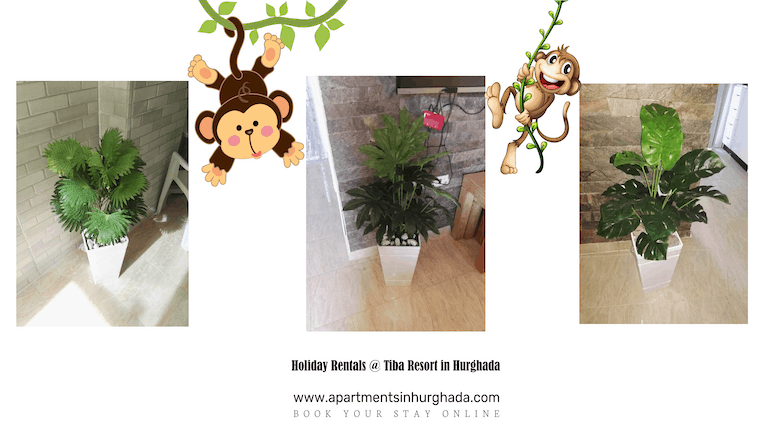 Greenery in Our Holiday Rentals @ Tiba Resort Hurghada - Book Your Vacation Rental @ Tiba Resort Online - www.apartmentsinhurghada.com -